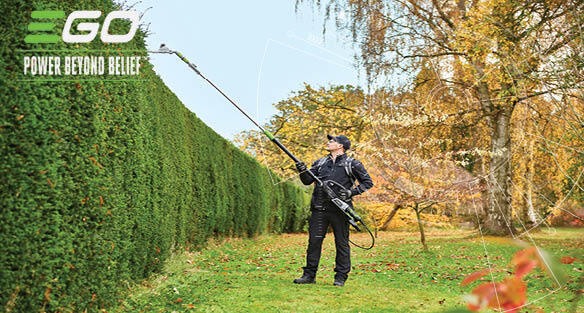 The fastest-growing hedges and how to maintain them