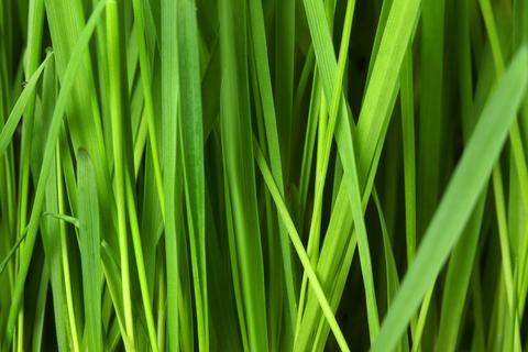 Best practice to keep your lawn healthy