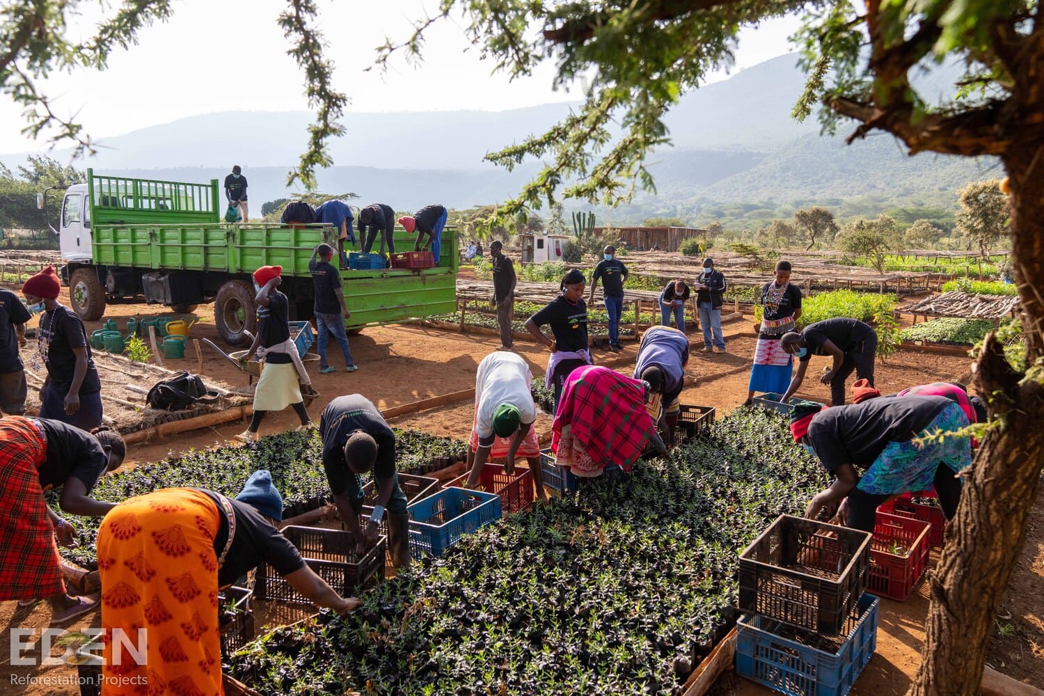 Nursery Seedlings in Kenya